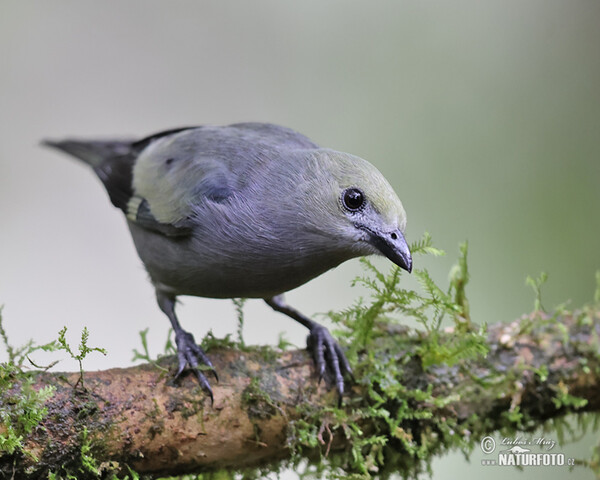 Palm Tanager (Tanagra palmarum)