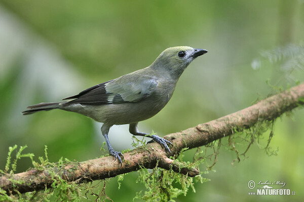 Palm Tanager (Thraupis palmarum)