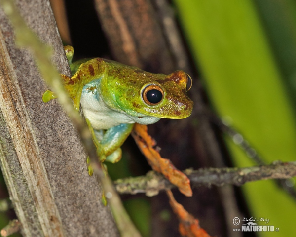 Palm Treefrog (Hypsiboas pellucens)