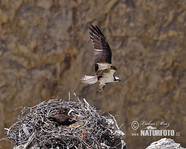 Pandion haliaetus