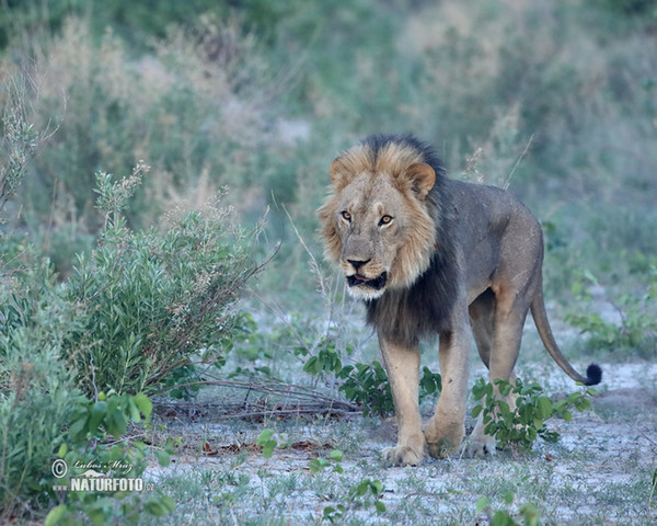 Panthera leo