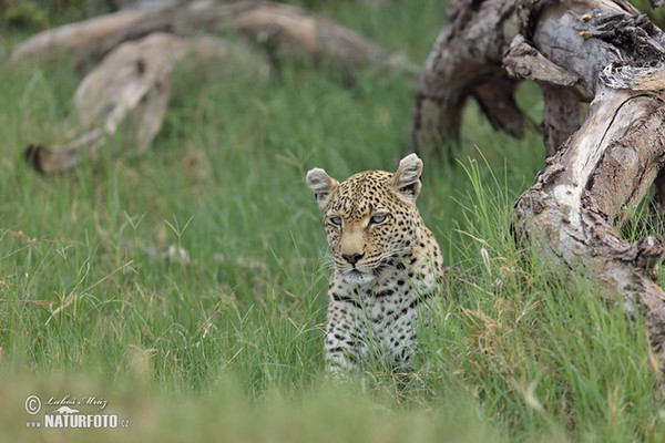 Panthera pardus