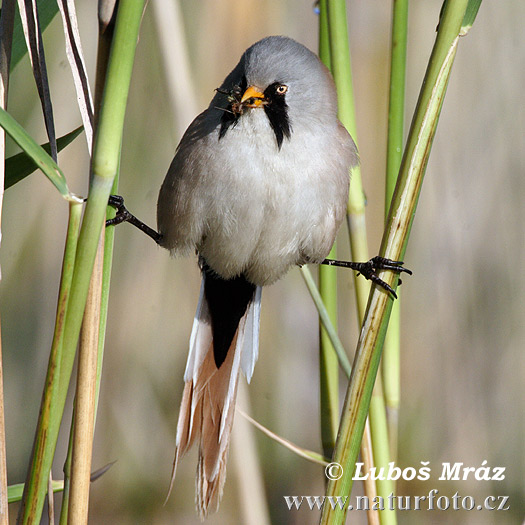 Panurus biarmicus