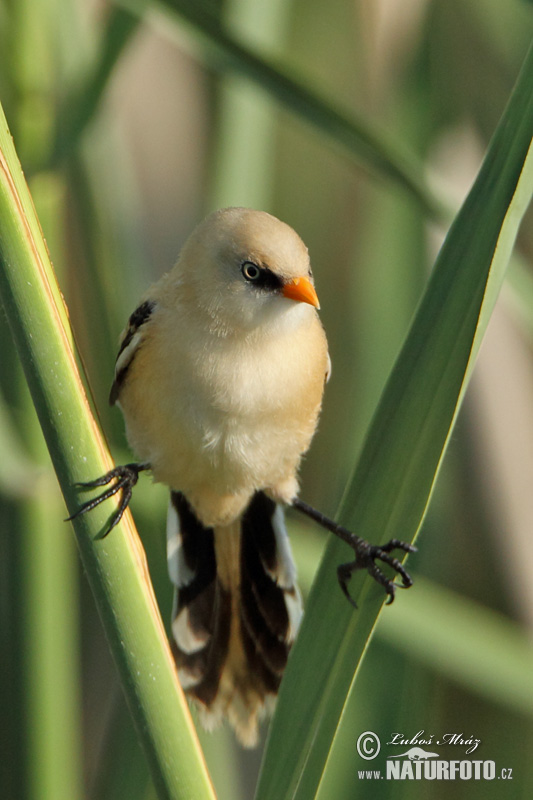 Panurus biarmicus