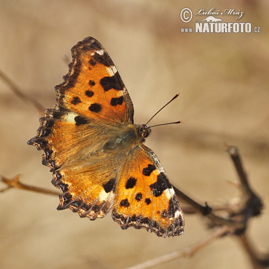 Papallona olmera