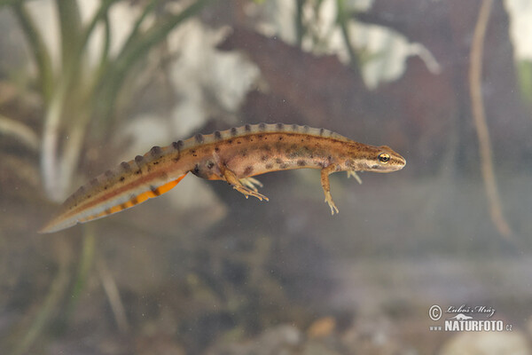 Paprastasis tritonas