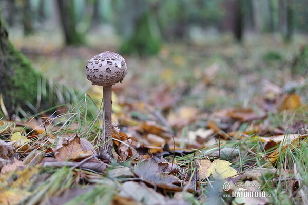 Parasol Mushroom (Macrolepiota procera)