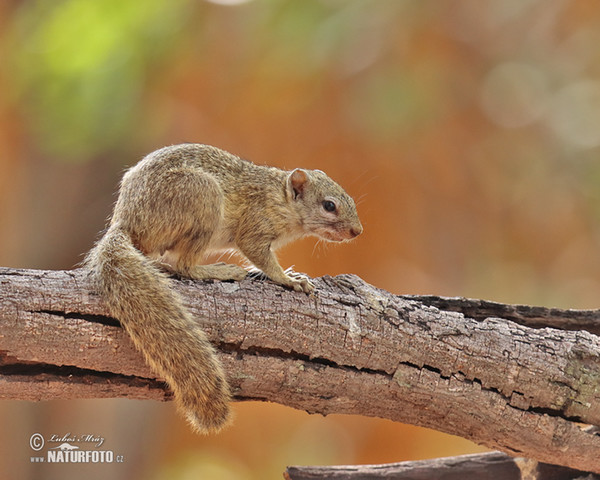 Paraxerus cepapi