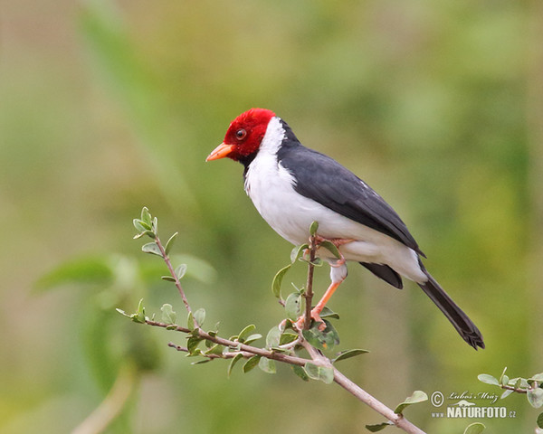 Paroaria dominicana