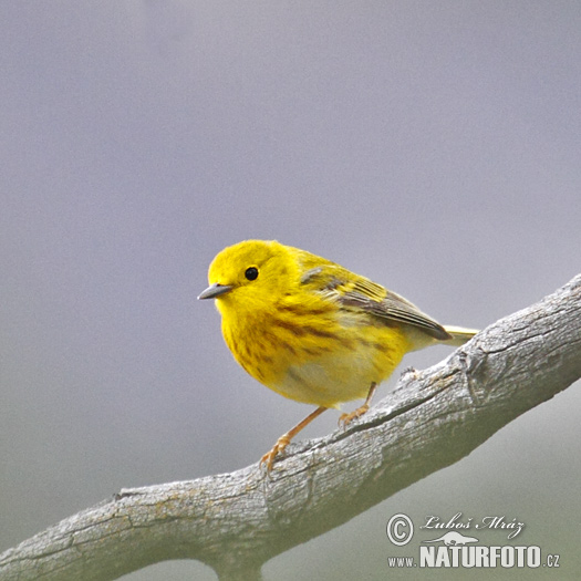 Paruline jaune