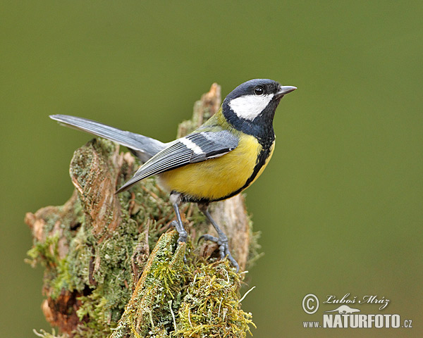 Parus major