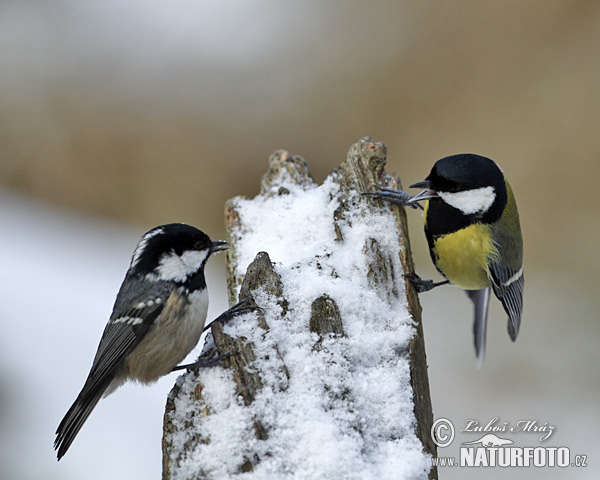 Parus major