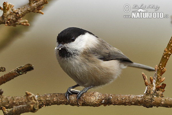 Parus montanus