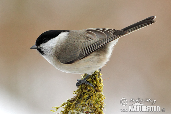 Parus montanus