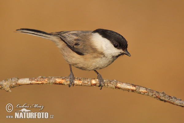 Parus montanus