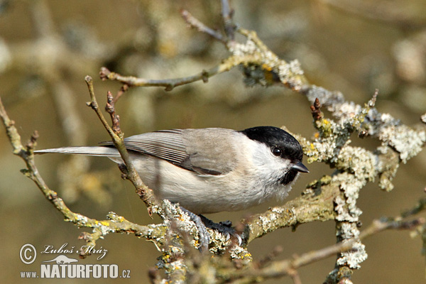 Parus palustris