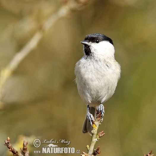 Parus palustris