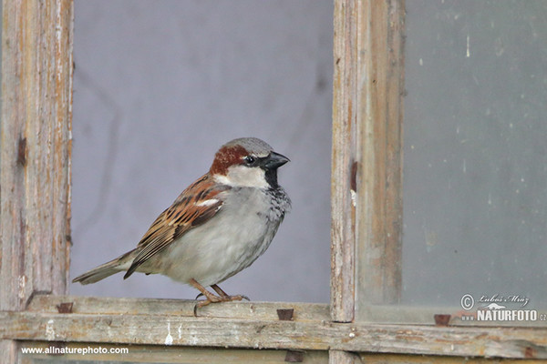 Passer domesticus