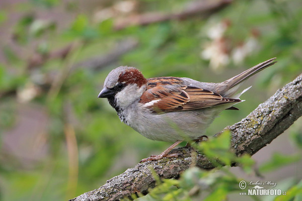 Passer domesticus