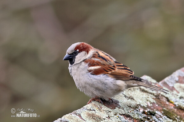 Passer domesticus