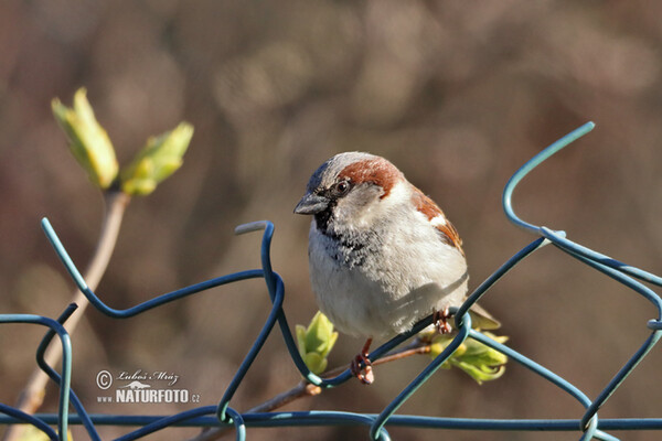 Passer domesticus