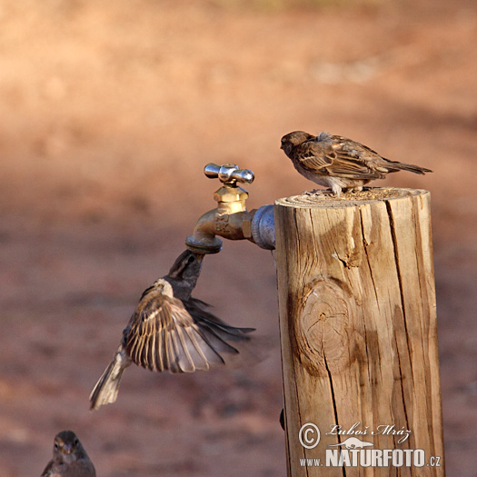 Passer domesticus