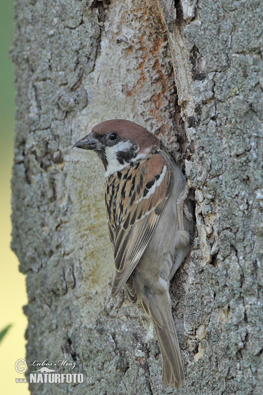 Passer montanus