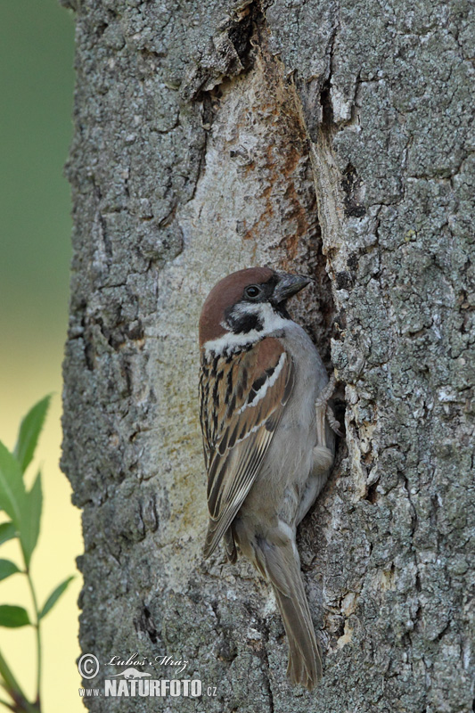 Passer montanus