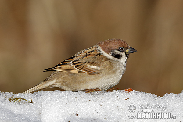 Passer montanus