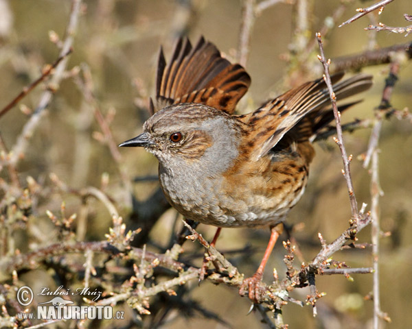 Passera scopaiola