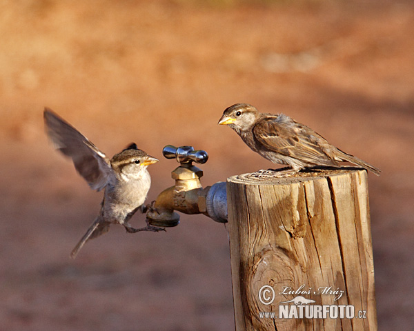 Passero domestico