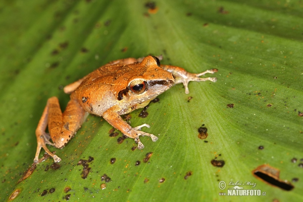 Pastures Rainfrog (Pristimantis achatinus)