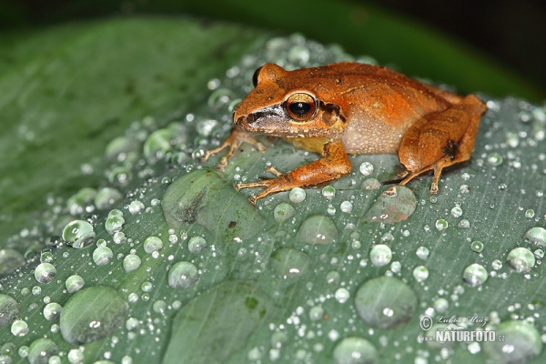 Pastures Rainfrog (Pristimantis achatinus)