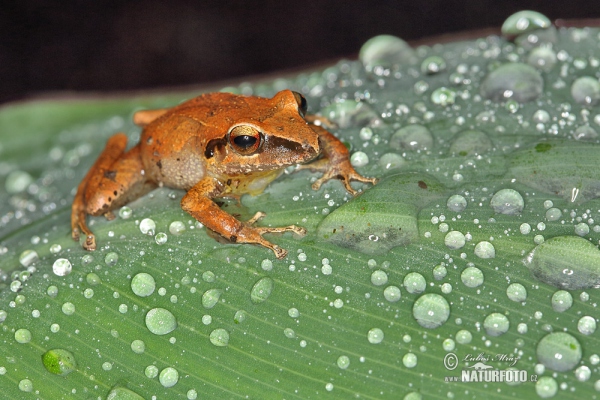 Pastures Rainfrog (Pristimantis achatinus)