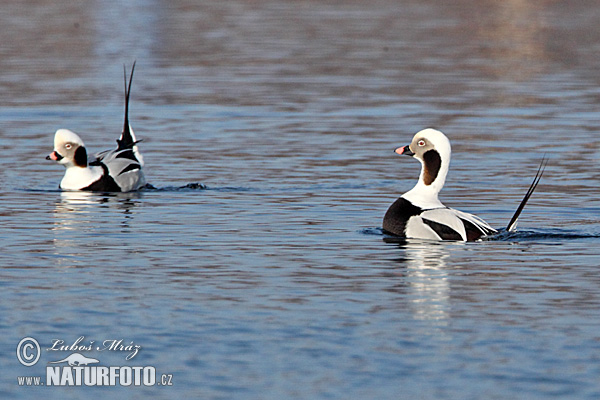 Pato-de-cauda-afilada