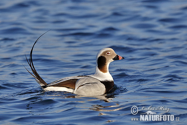 Pato-de-cauda-afilada