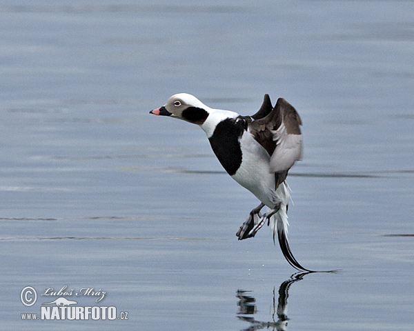 Pato-de-cauda-afilada