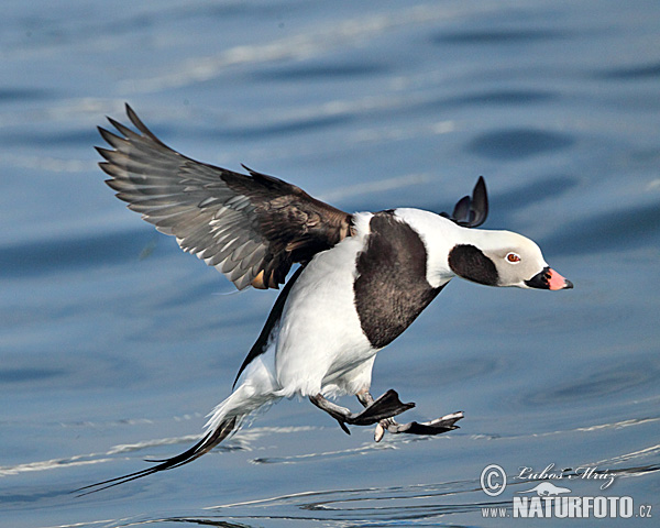 Pato-de-cauda-afilada