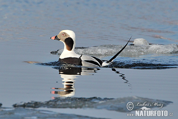 Pato-de-cauda-afilada