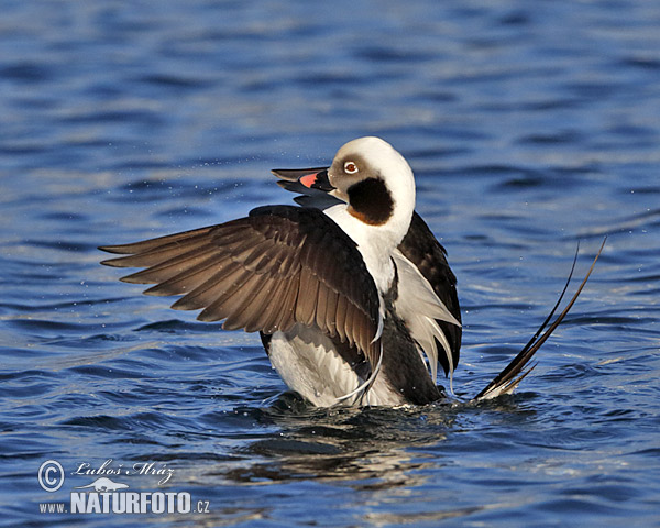 Pato-de-cauda-afilada