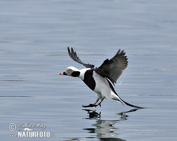 Pato-de-cauda-afilada