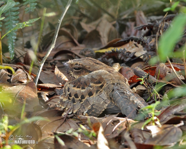 Pauraque (Nyctidromus albicollis)