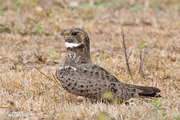 Pauraque (Nyctidromus albicollis)