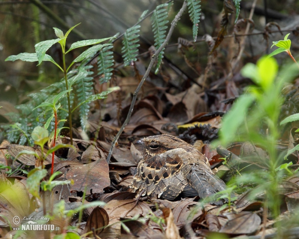 Pauraque (Nyctidromus albicollis)