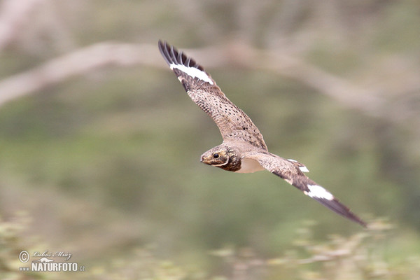 Pauraque (Nyctidromus albicollis)