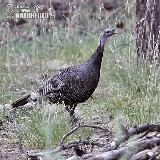 Pavo salvaje o guajolote