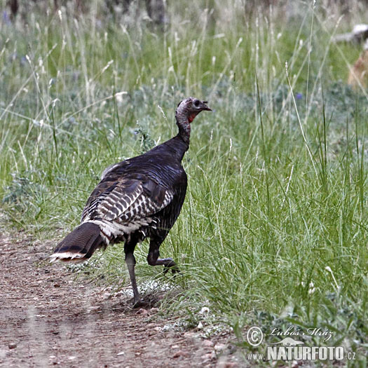 Pavo salvaje o guajolote