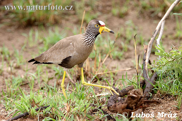 Pavoncella del Senegal