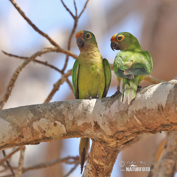 Peach-fronted Parakeet (Eupsittula aurea)