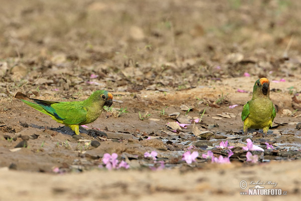 Peach-fronted Parakeet (Eupsittula aurea)